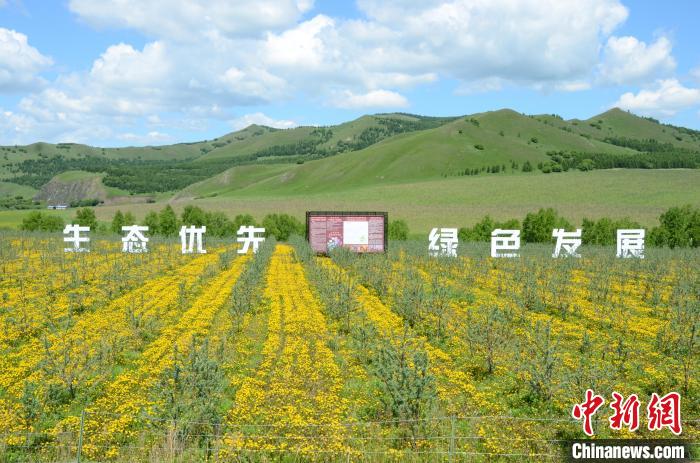 （身边的变化）兴安岭小众水果“破圈”：灌木丛中青豆豆变“金豆豆”